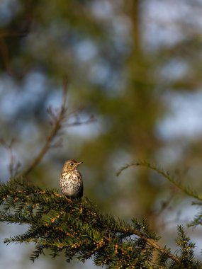 Song Thrush (Turdus Philomelos) ile güzel bir doğa sahnesi. Song Thrush 'un (Turdus Philomelos) daldaki vahşi yaşam sahnesi. Song Thrush (Turdus philomelos) doğal ortamında.