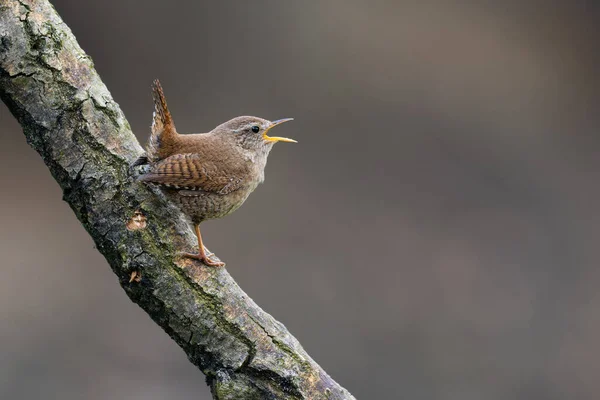 Avrasya Wren (Troglodit trogloditleri) ile güzel bir doğa sahnesi. Avrasya Wren 'inin (Troglodit trogloditleri) dala vuruşu. 