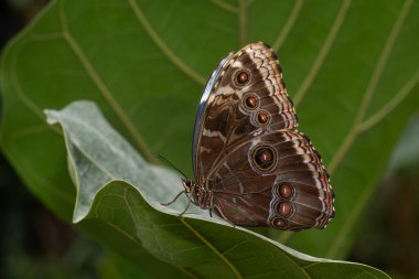 Tropikal kelebekli güzel doğa sahnesi. Yaprağın üzerinde tropikal kelebek resmi. Tropikal Kelebek doğal ortamında.