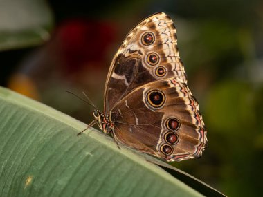 Tropikal kelebekli güzel doğa sahnesi. Yaprağın üzerinde tropikal kelebek resmi. Tropikal Kelebek doğal ortamında.
