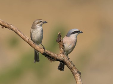 Kırmızı sırtlı Shrike (Lanius collurio) ile güzel bir doğa sahnesi. Kırmızı sırtlı Shrike (Lanius collurio) kuşunun daldaki vahşi yaşam görüntüsü. Kırmızı sırtlı Shrike (Lanius collurio) doğal yaşam alanında.