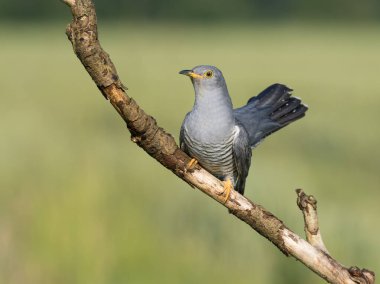 Guguk kuşu (Cuculus canorus) ile güzel bir doğa sahnesi. Dalda 