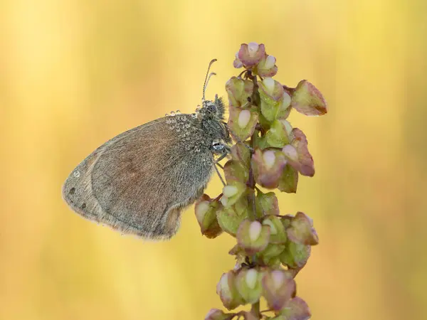 Small Heath (Coenonympha pamphilus) ile güzel bir doğa sahnesi. Çiçeğin üzerinde küçük fundalık (Coenonympha pamphilus) resmi var. Doğa habitatında küçük fundalık (Coenonympha pamphilus).