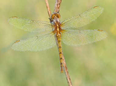 Keeled skimmer (Orthetrum coerulescens) ile güzel bir doğa sahnesi. Keeled skimmer (Orthetrum coerulescens) çiçeği. Keeled skimmer (Orthetrum coerulescens) doğal yaşam ortamında.