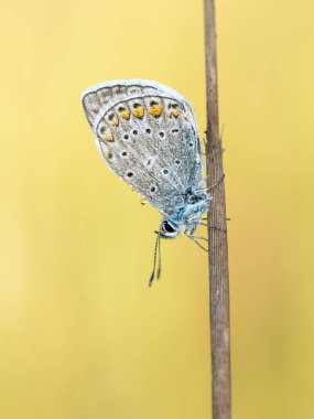 Ortak mavi (Polyommatus icarus) ile güzel doğa sahnesi. Çimlerin üzerinde ortak mavi (Polyommatus icarus) makro pozu. Doğa habitatında Kelebek (Polyommatus icarus) yaygın mavi