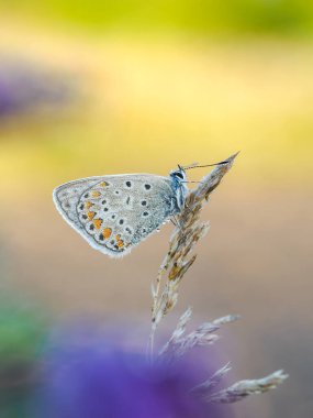 Ortak mavi (Polyommatus icarus) ile güzel doğa sahnesi. Çimlerin üzerinde ortak mavi (Polyommatus icarus) makro pozu. Doğa habitatında Kelebek (Polyommatus icarus) yaygın mavi
