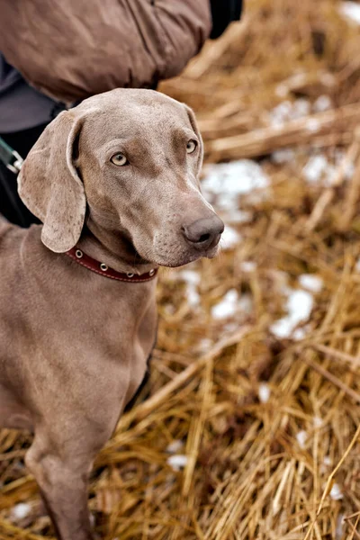 beautiful gray Weimaraner in autumn forest. Hunting dog on hunt. Gray dog. Hunting dog breed. outdoor portrait. animals, hunting, dogs, active lifestyle concept