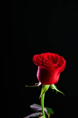 Rose in dark. Element of design. one red rose isolated on black background, close up shot