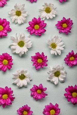 Pink and white gerbera flower on pastel green mint wall background. flat lay, close-up, top view. Spring flower, bouquet, inflorescence