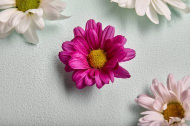 Pink gerbera flower on pastel green mint wall background. flat lay, close-up, top view. Spring flower, bouquet, inflorescence.