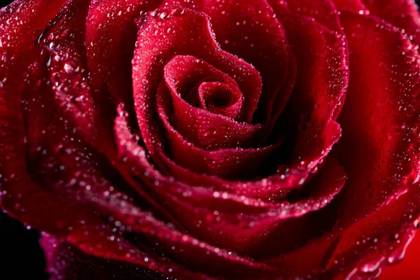 Abstraction Floral Macro Background Close Water Drops Red Rose Flower — Fotografia de Stock