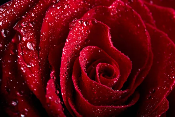 Beautiful Red Rose Flowers Water Drops Petals Close Macrophotography Selected — Foto de Stock