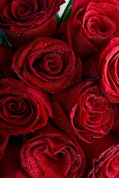 Greeting Card Delicate Red Rose Petals Close Droplets Water Macro — Fotografia de Stock