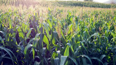 Ziraat bahçesindeki yeşil mısır tarlası ve akşam arkaplanda gün batımını aydınlatan ışık. Mısır tarlası.
