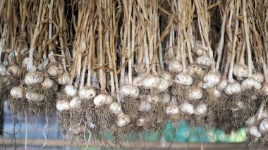 Birçok sarımsak bitkisi hasattan sonra kurur. Kökleri olan bir sürü taze organik sarımsak hasadı. Sarımsak demetleri.