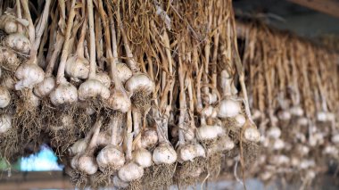 Birçok sarımsak bitkisi hasattan sonra kurur. Kökleri olan bir sürü taze organik sarımsak hasadı. Sarımsak demetleri.