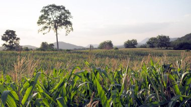 Ziraat bahçesindeki yeşil mısır tarlası ve akşam arkaplanda gün batımını aydınlatan ışık. Mısır tarlası.