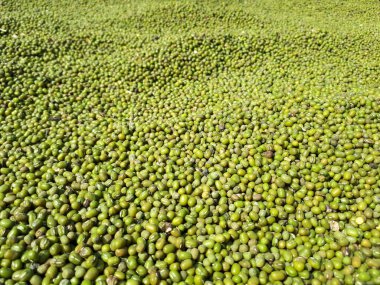 Fasulye, kuru fasulye veya fasulye arkaplanı, protein açısından zengin vejetaryen yiyecekler, sağlıklı gıda kavramı..