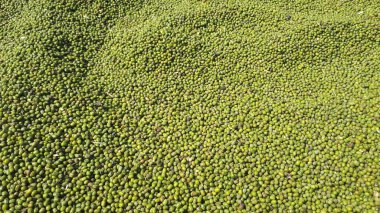 Fasulye, kuru fasulye veya fasulye arkaplanı, protein açısından zengin vejetaryen yiyecekler, sağlıklı gıda kavramı..