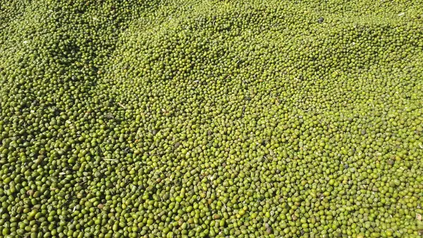 Fasulye, kuru fasulye veya fasulye arkaplanı, protein açısından zengin vejetaryen yiyecekler, sağlıklı gıda kavramı..