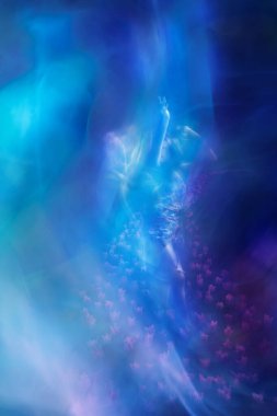 Bir gül lale tarlasında dans eden bir kadının zarif, güneşli hareketleri yanında büyük bir çiçek tomurcuğunun şekillerini ortaya çıkarır..