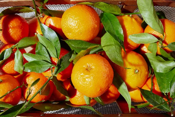 Plat Hiver Posé Avec Des Mandarines Dans Panier — Photo