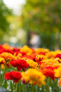 Şehir parkının dışındaki laleler..