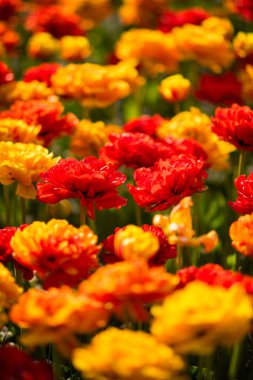 Şehir parkının dışındaki laleler..