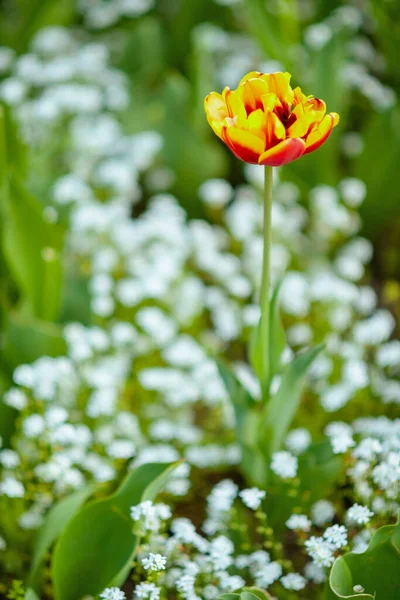 Szekrény Tulipánon Szabadban Városi Parkban — Stock Fotó