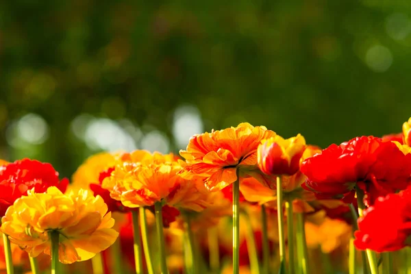 Tulips City Park — Fotografia de Stock