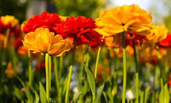 Тюльпаны Снаружи Городском Парке — стоковое фото