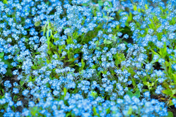 stock image myosotis outside in the city park.