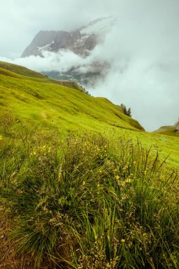 Dolomitlerde yaz zamanı. Çimenli ve sisli manzara.