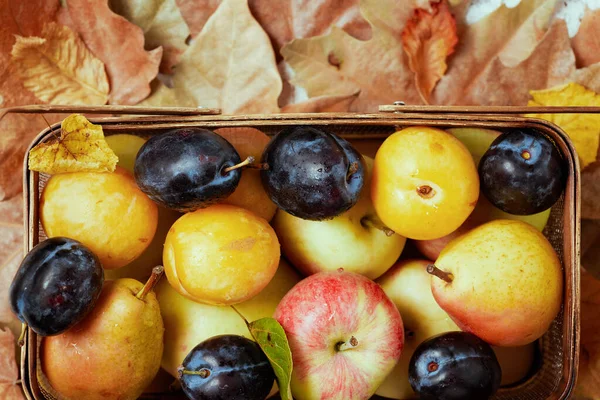Autumn Flat Lay Apples Pears Plums Leaves Basket — Stock Photo, Image