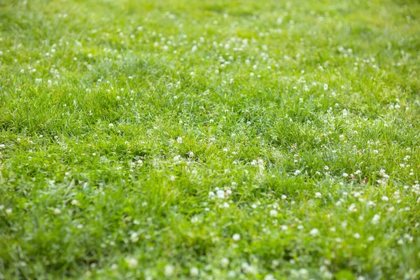Sommartid Grön Äng — Stockfoto
