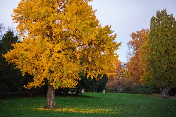 Prag Çek Cumhuriyeti Nde Sonbaharda Şehir Parkında Sarı Sonbahar Ağacı — Stok fotoğraf