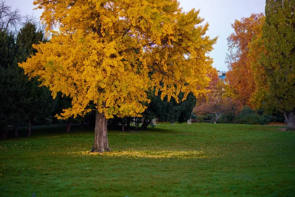 シティパークの黄色い秋の木とチェコのプラハの秋の風景 — ストック写真