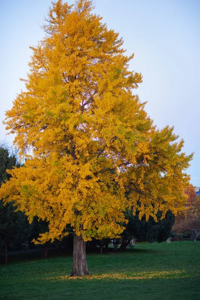 Пейзаж Осенью Праге Чехия Желтой Осенней Елкой Городском Парке — стоковое фото