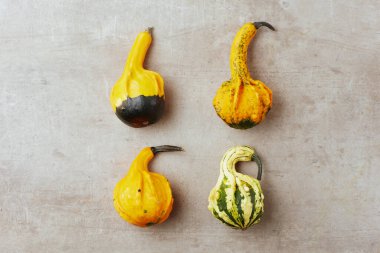 Gri bir arka planda, balkabakları ve sonbahar yapraklarıyla sonbahar düzlükleri uzanıyordu..