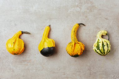 Gri bir arka planda, balkabakları ve sonbahar yapraklarıyla sonbahar düzlükleri uzanıyordu..