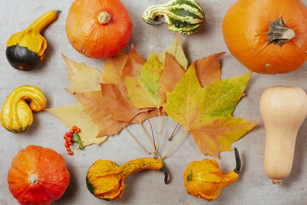 autumn flat lay on a grey background with pumpkins, autumn leaves and autumn leaf.