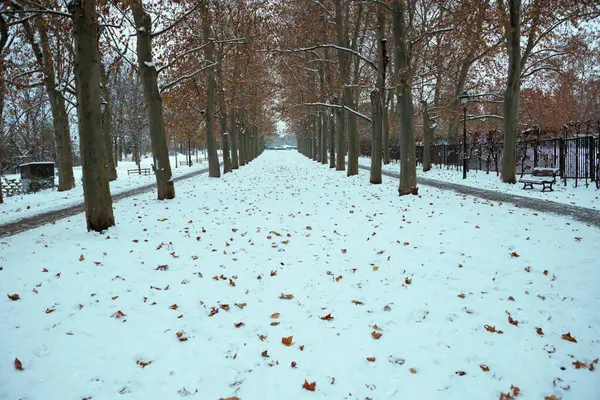 捷克共和国布拉格的冬季风景 公园里有黄色的秋树和树叶 — 图库照片