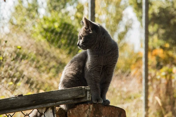 Young Grey Stray Street Cat Closeup Sunny Day — Stock Photo, Image