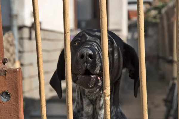 Hund Hinter Eiserner Terrassentür Bei Sonnigem Tag — Stockfoto