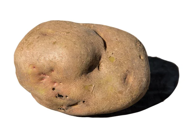 Fresh Whole Bio Organic Big Potato Closeup Isolated White Background — Stock Photo, Image