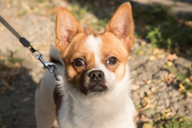 Chihuahua 'nın köpek başı. Yakından bak.