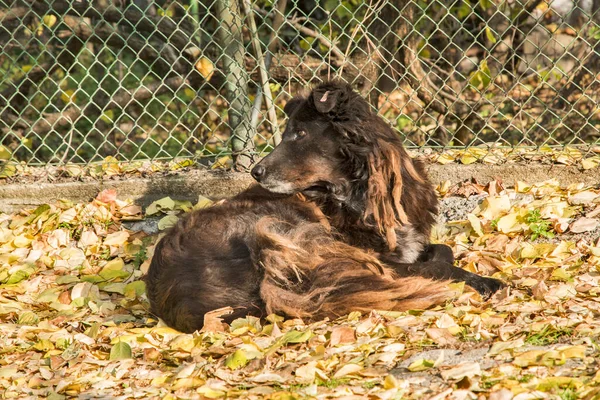 Junge Straßenhunde Nahaufnahme Sonnigem Herbsttag — Stockfoto