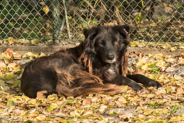Mladá Ulice Zatoulaný Pes Detailní Slunečný Podzimní Den — Stock fotografie