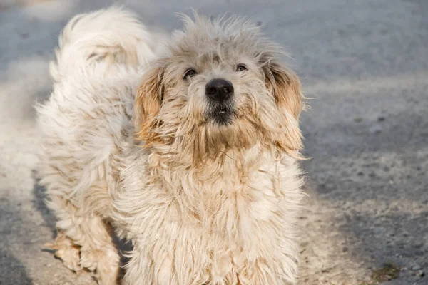 Adorable Stray White Shabby Street Dog Closeup — Stock Photo, Image