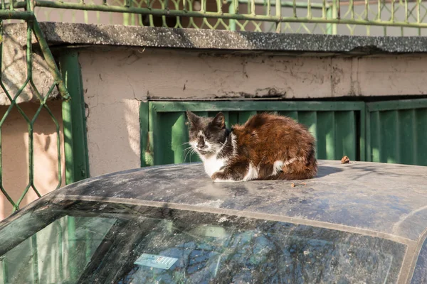 流浪街头猫躺在车顶特写上 — 图库照片